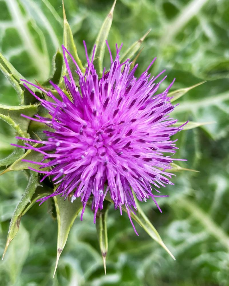 Milk Thistle (Silybum marianum) – The Liver Protector