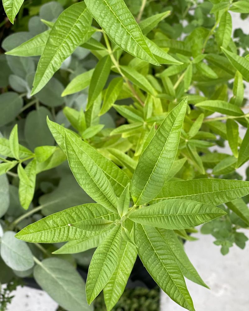 Lemon Verbena