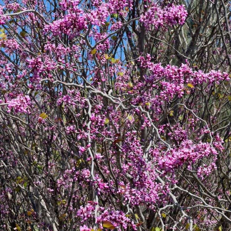 Western Redbud