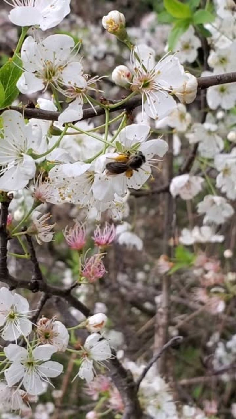 Wild Plum