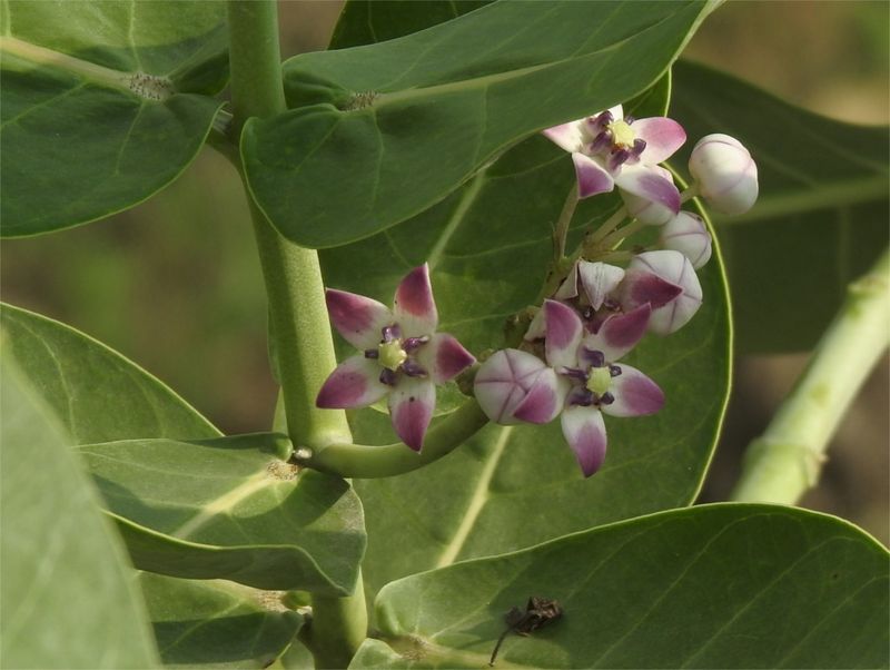 India For Rann Of Kutch Wildflowers