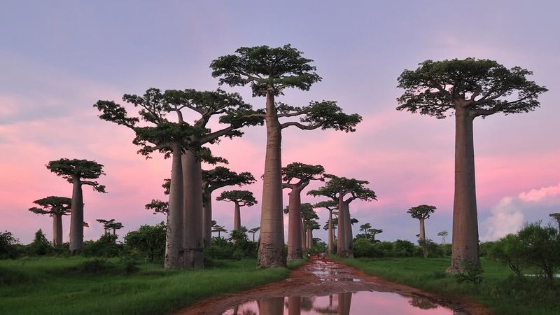 Madagascar For Striking Baobabs