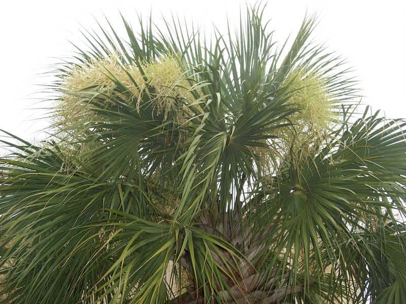 Coryphoid Palms (Coryphoideae)