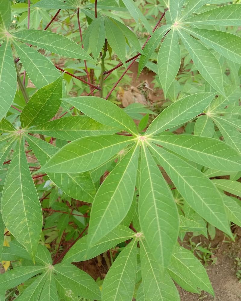 Cassava