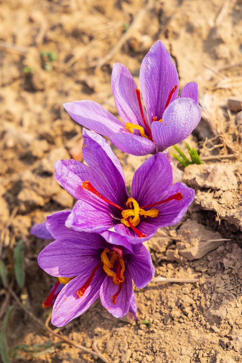 Saffron's Floral Origin