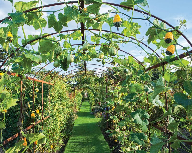 Use Trellises for Vining Plants