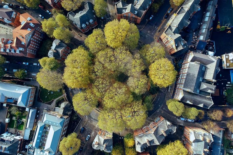 Urban Cooling by Trees