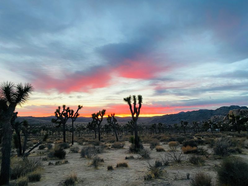 USA For Joshua Tree Landscapes