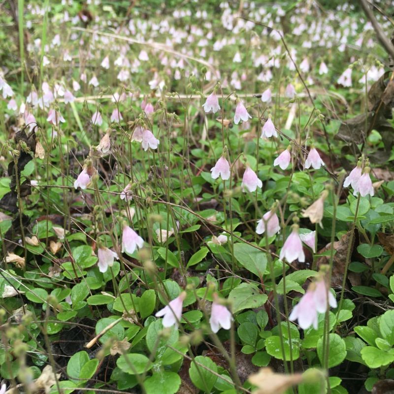 Twinflower