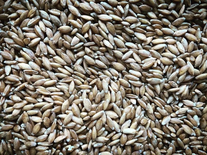 Einkorn Wheat