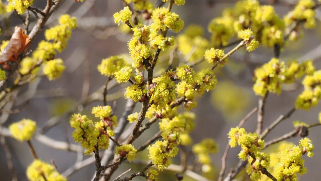 spicebush