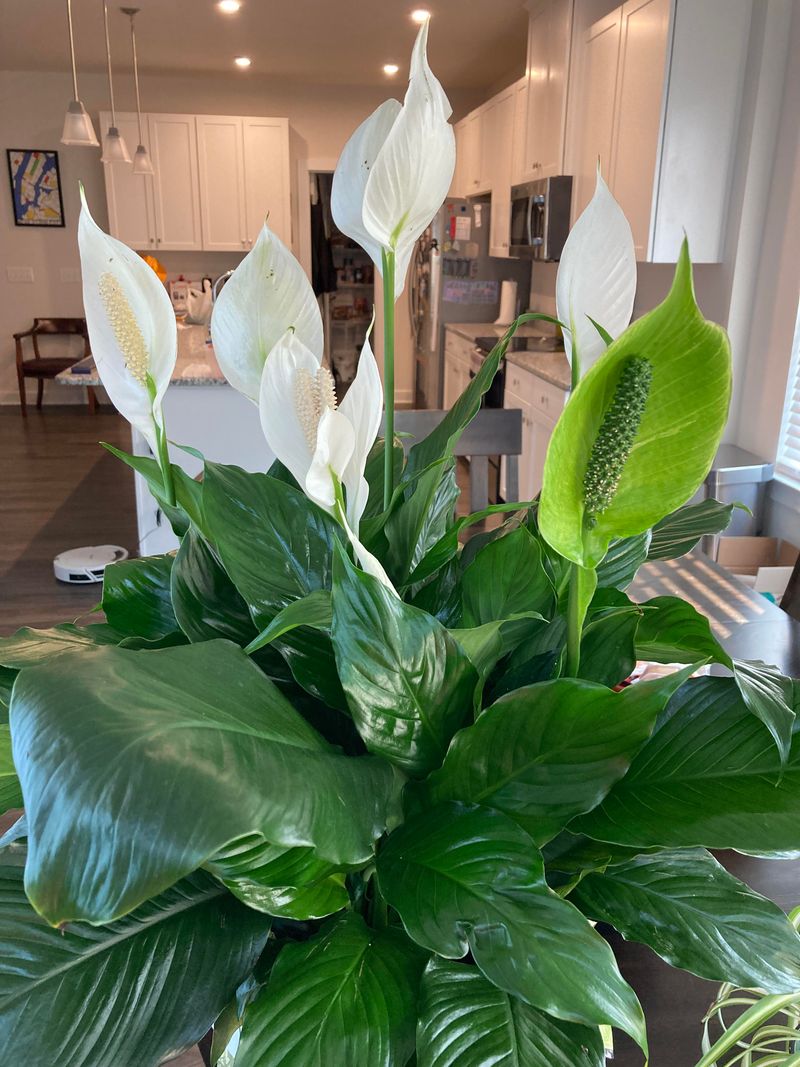 Peace Lily