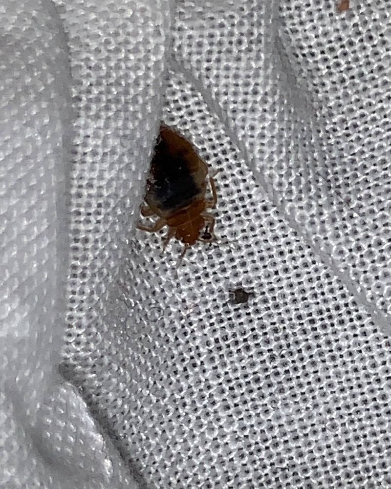 Bed Bug Traps