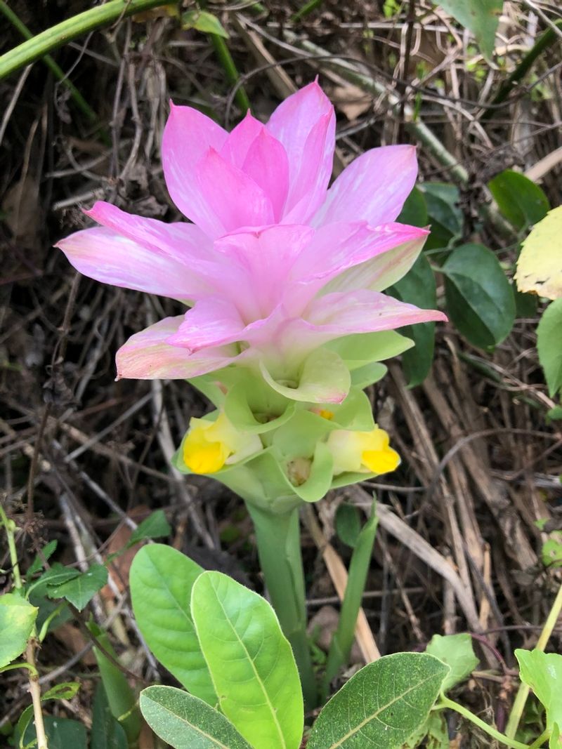 Turmeric (wild variety)