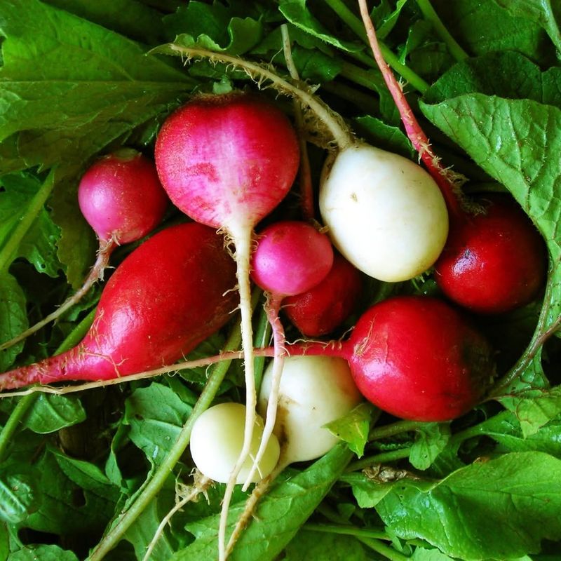 Radishes