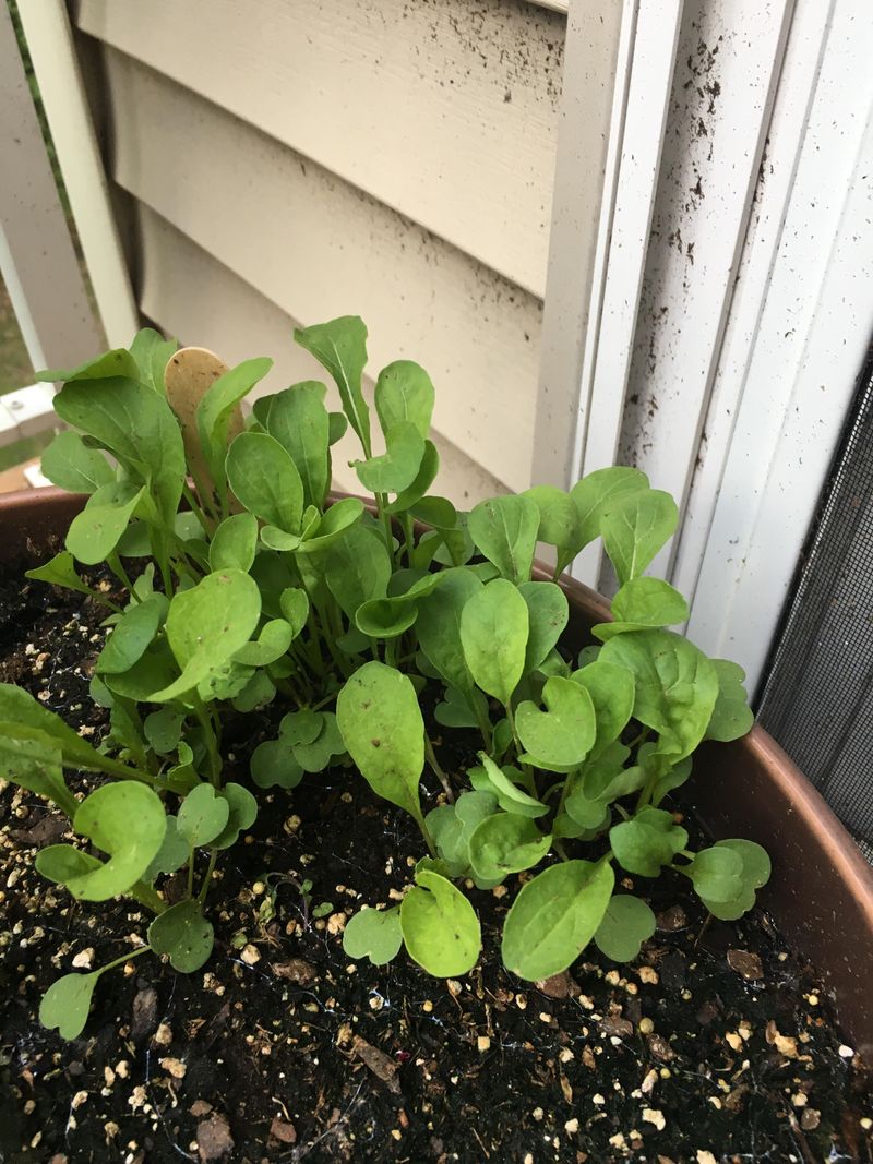 Arugula