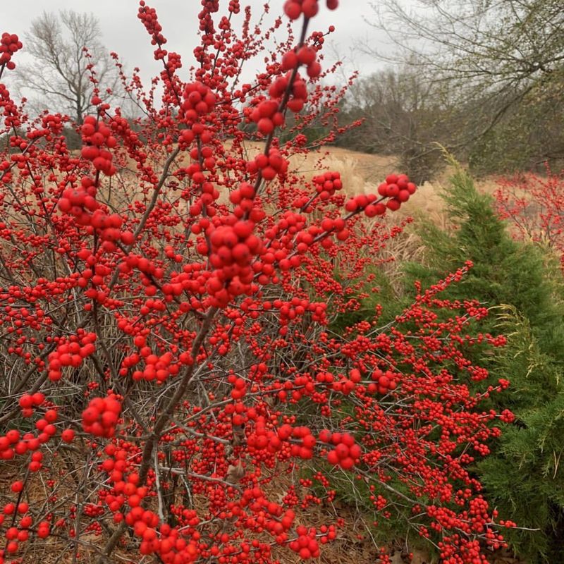 Winterberry Holly (Ilex verticillata)