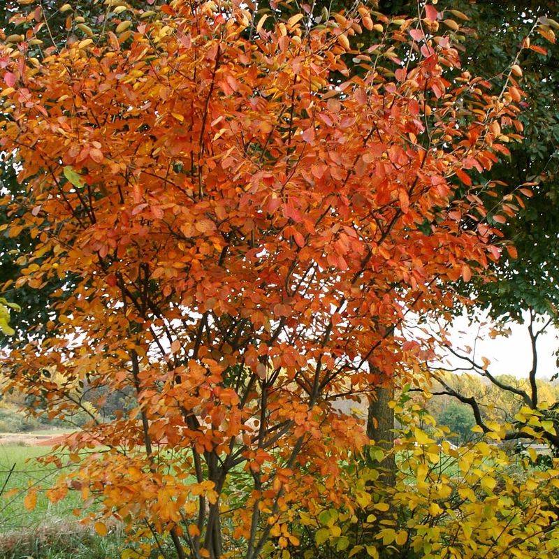 Serviceberry (Amelanchier spp.)