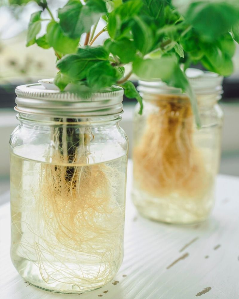 Mason Jar Hydroponics