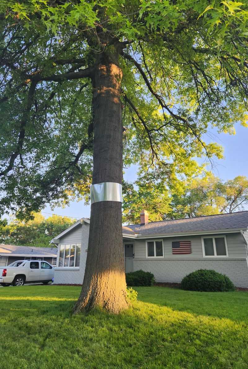 Install baffles on tree trunks