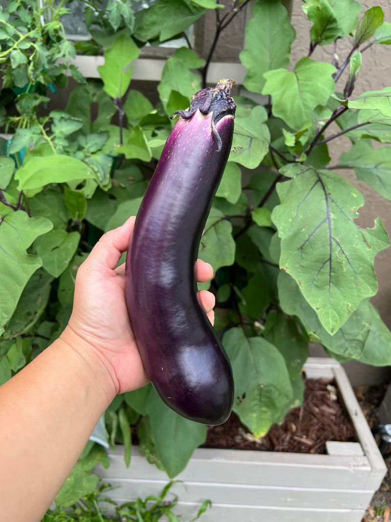 Eggplant