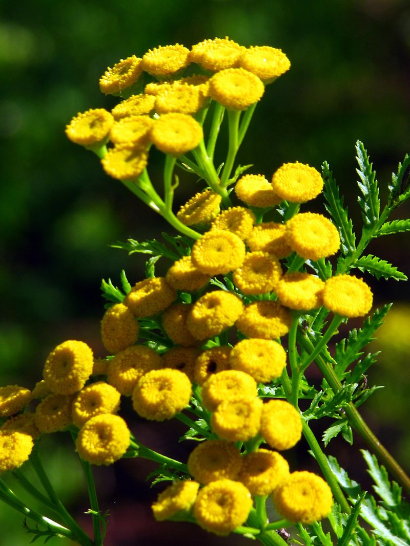 Tansy