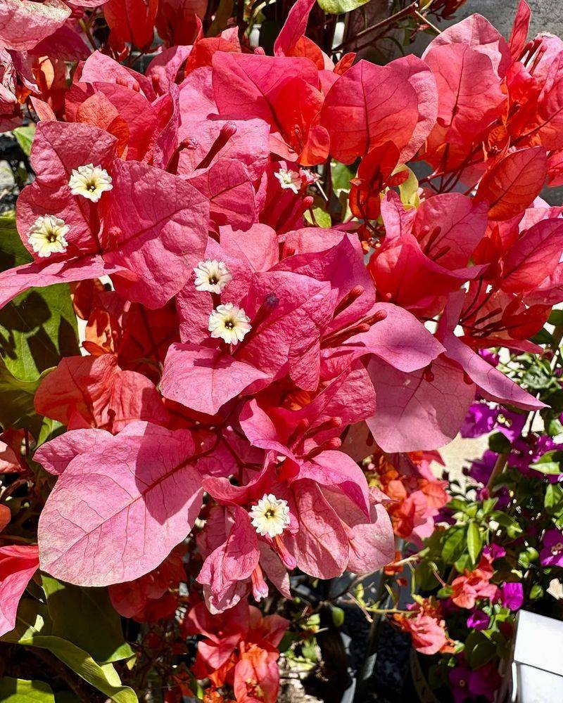 Bougainvillea