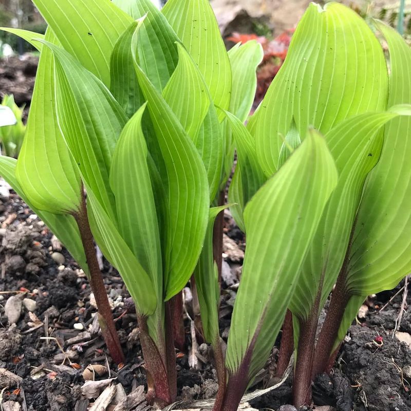 Hostas (Young Leaves)