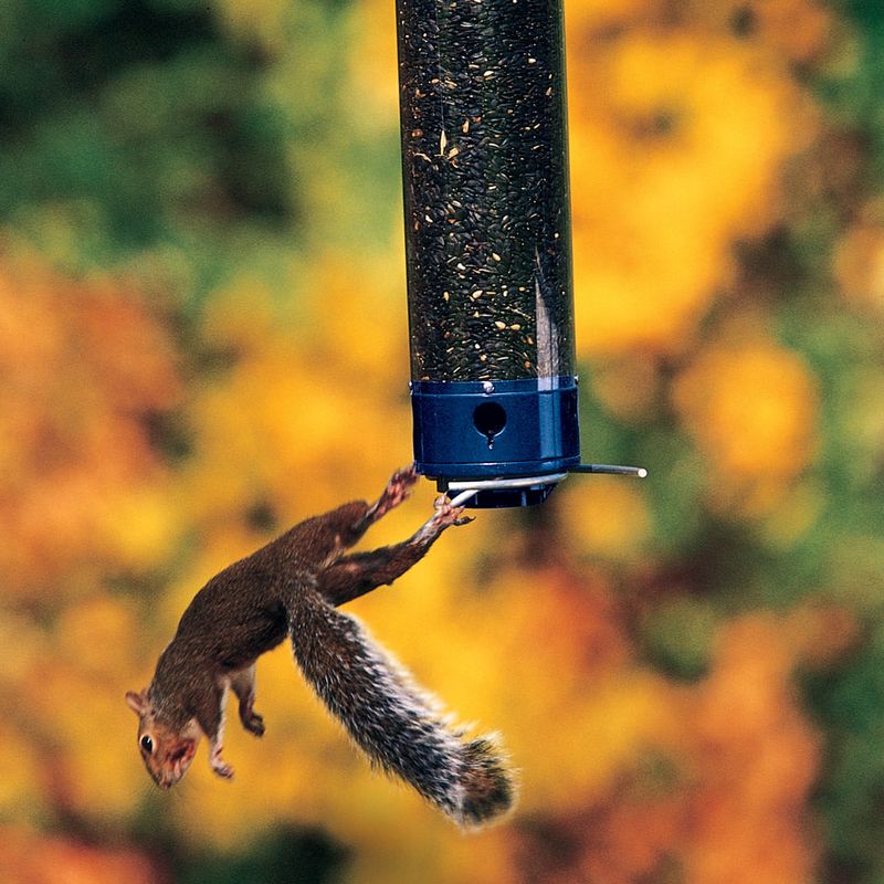 Droll Yankees Squirrel Proof Tube Feeder