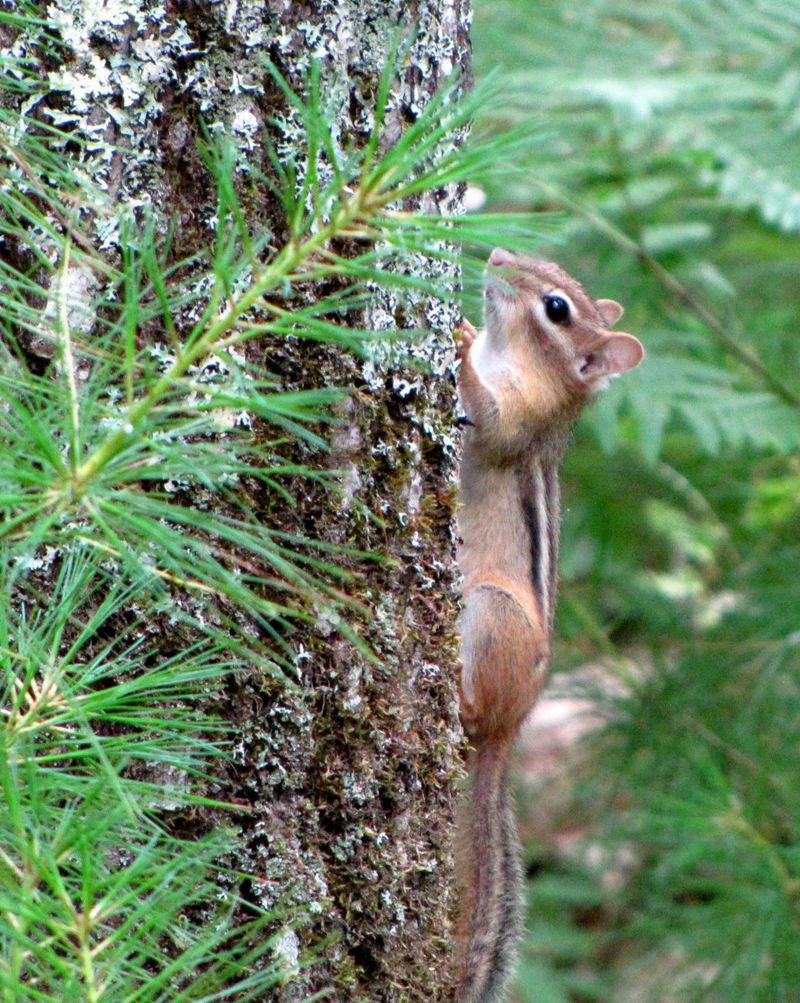 Chipmunk