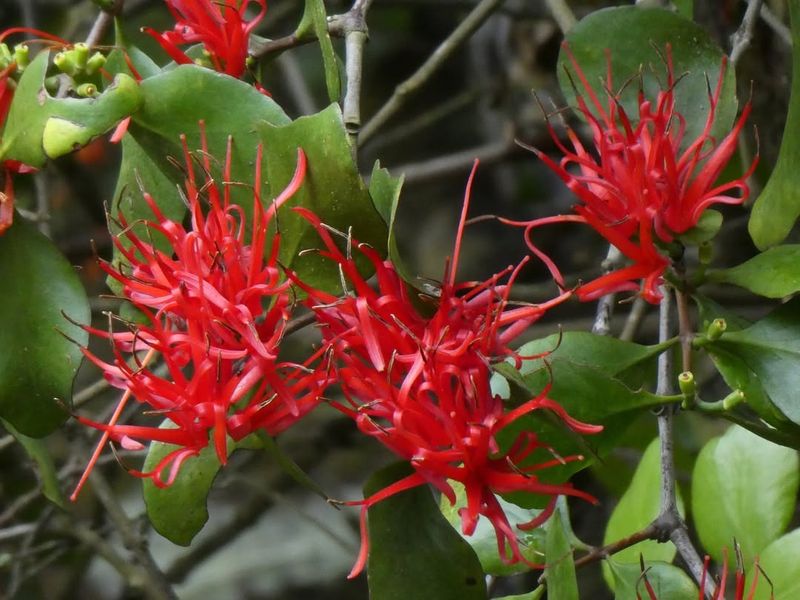 Auckland Island Mistletoe