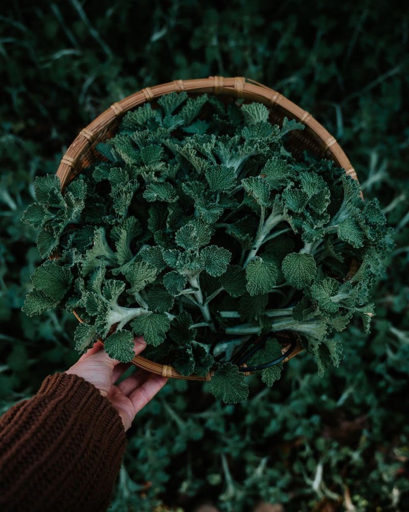 Horehound