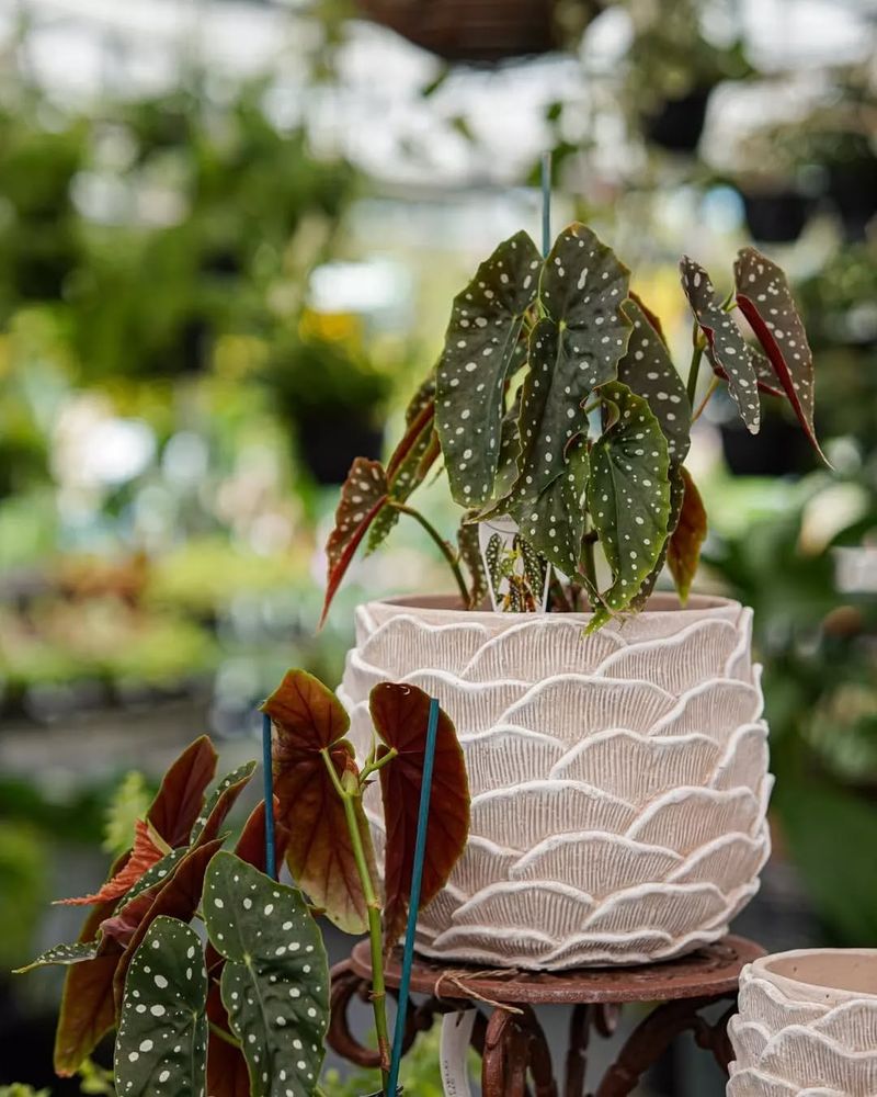 Begonia Maculata