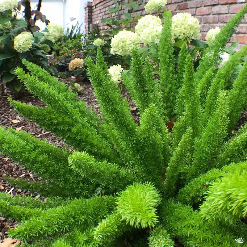 Asparagus Fern