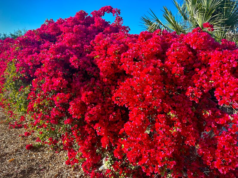 Bougainvillea – A Colorful, Manageable Climber