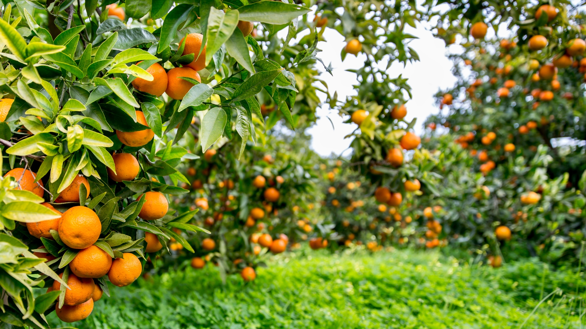 Citrus trees