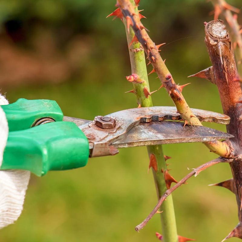 What to Avoid: Pruning in Late Fall