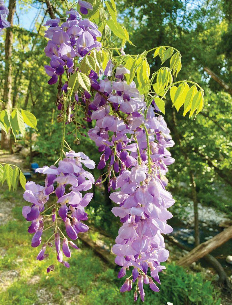 Wisteria