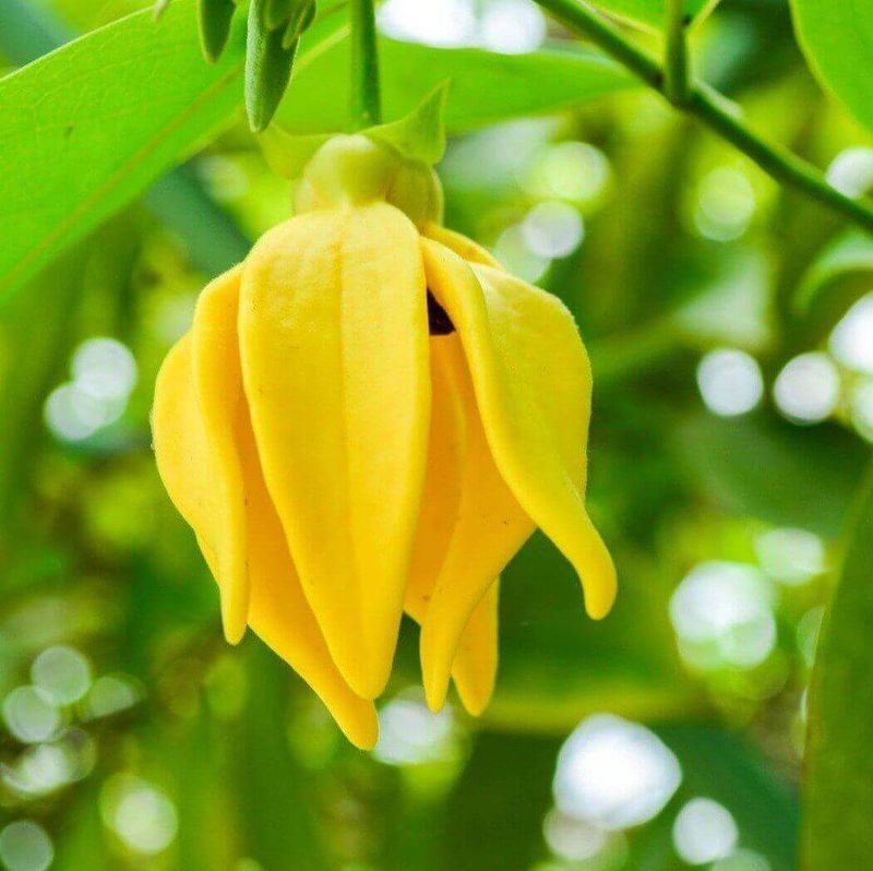 Ylang Ylang