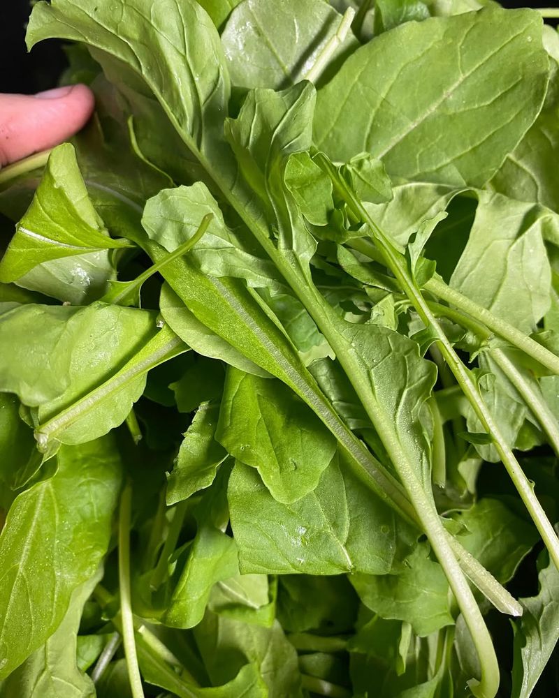 Arugula