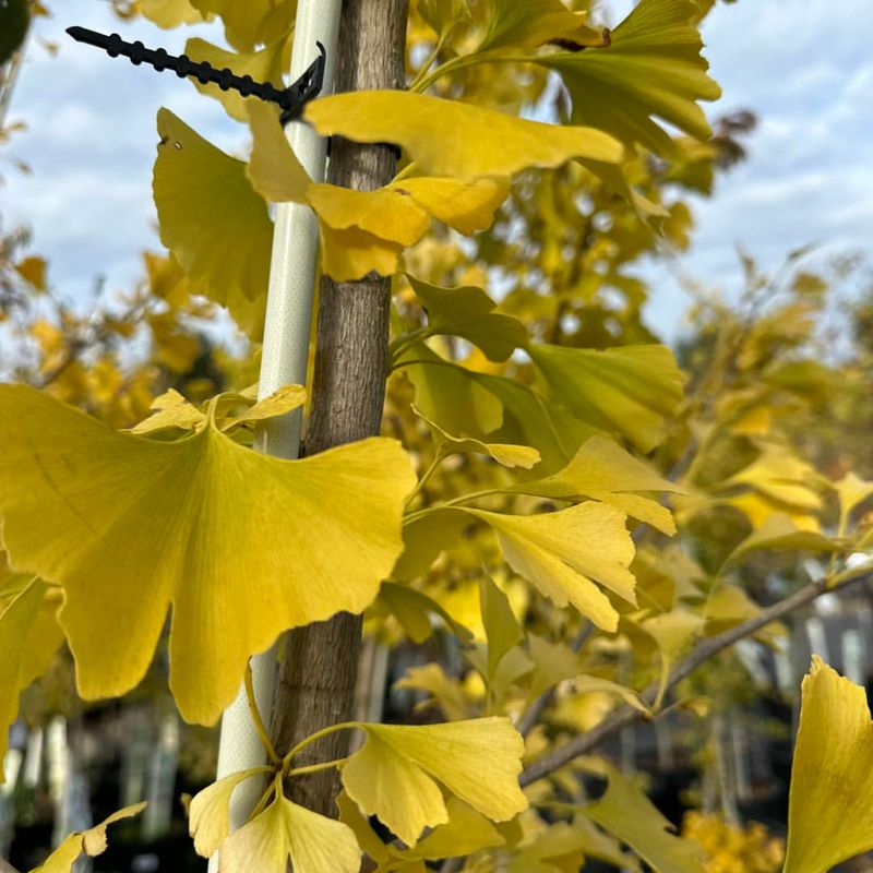 Ginkgo Biloba