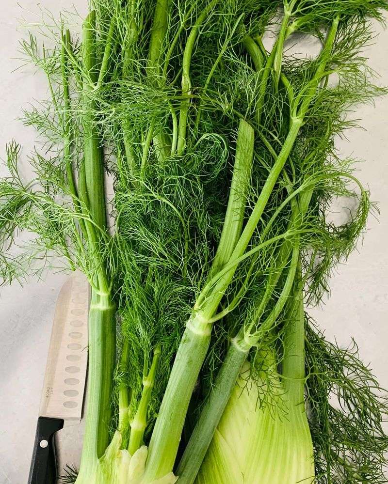 Fennel