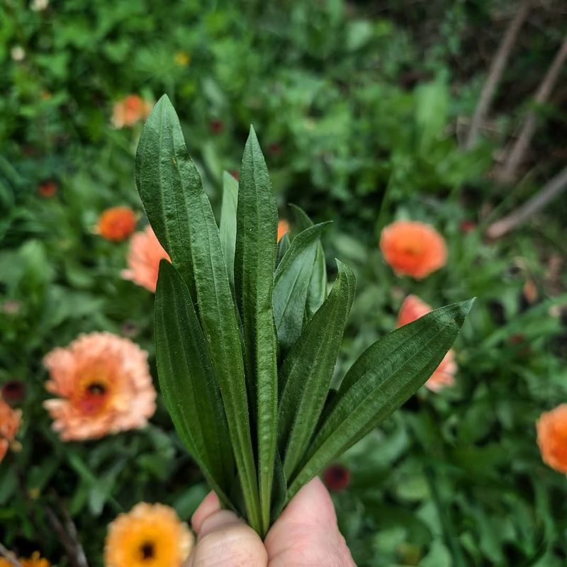 Plantain (Plantago major & Plantago lanceolata) – The Skin Soother