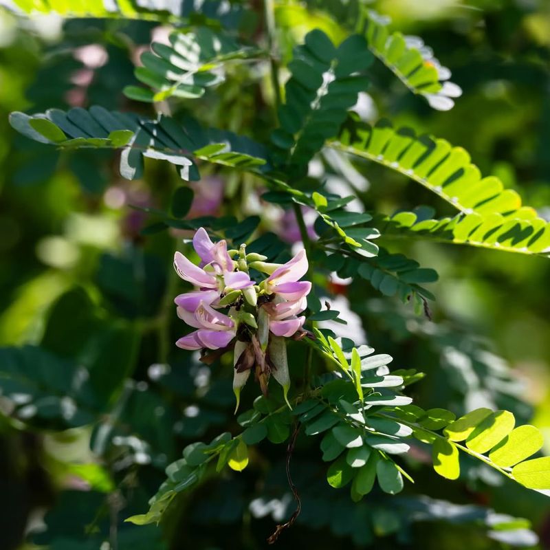 Rosary Pea