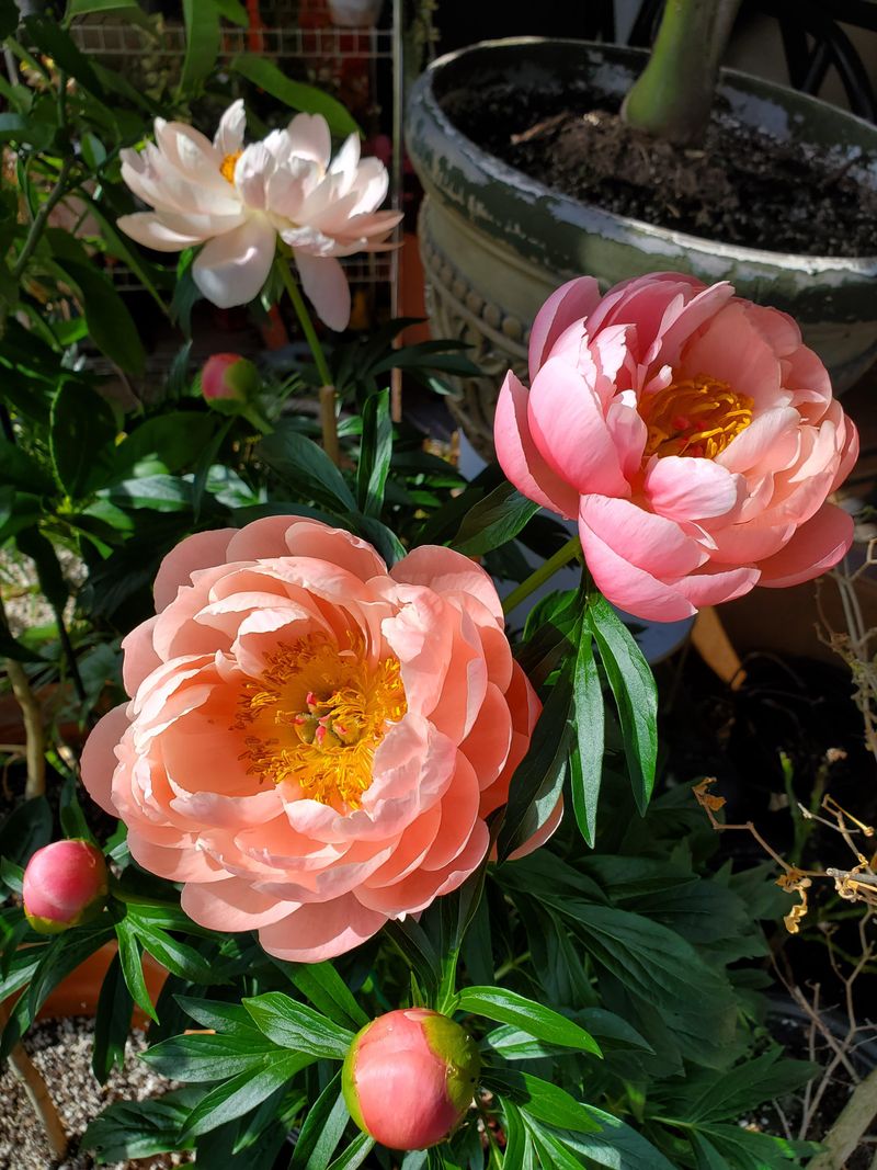 Peony (Paeonia spp.)