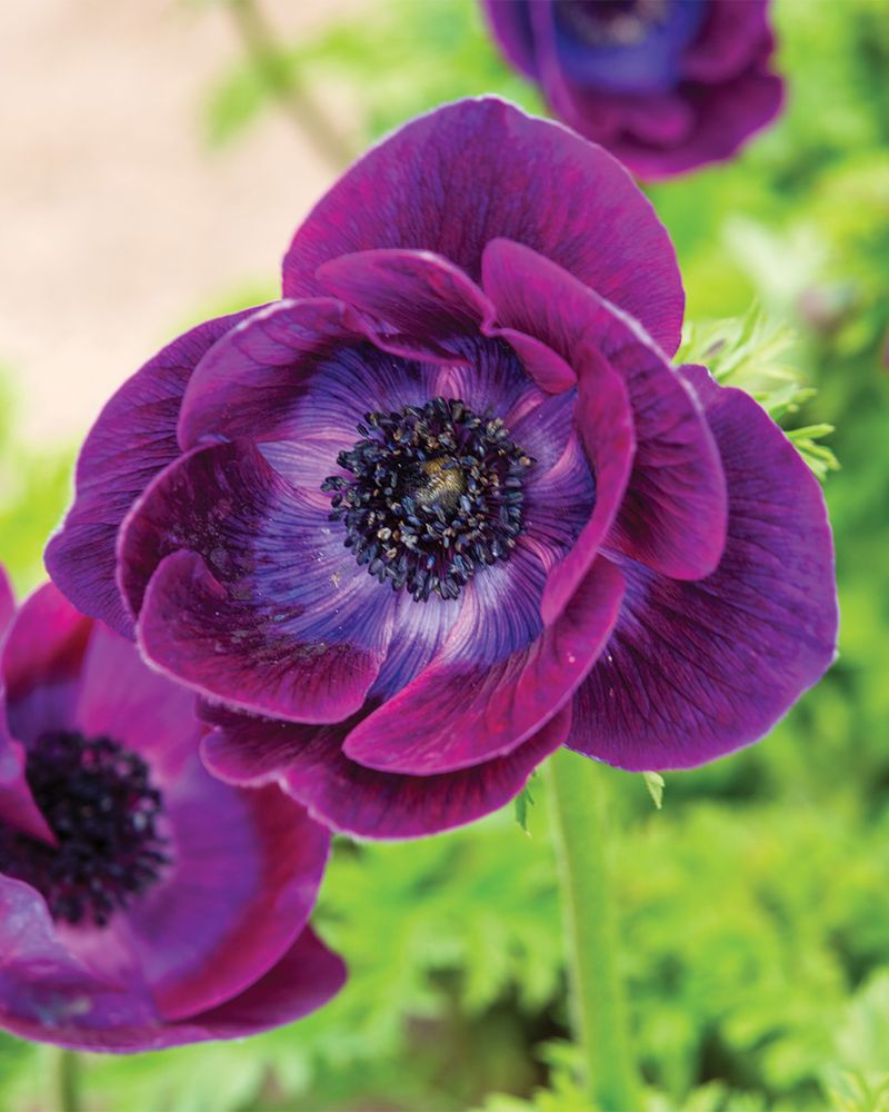 Anemone