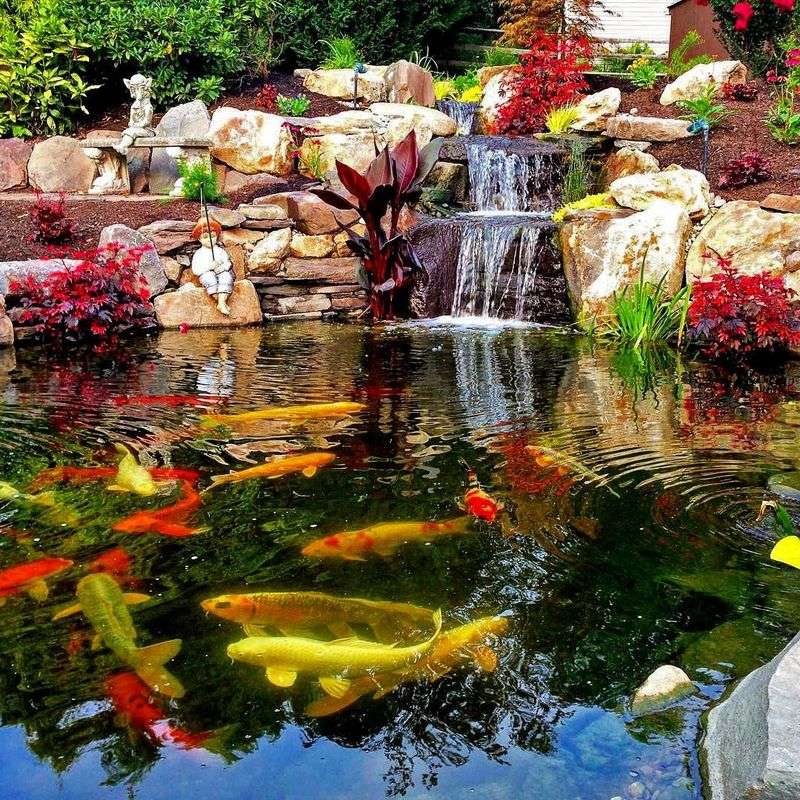 Koi Pond