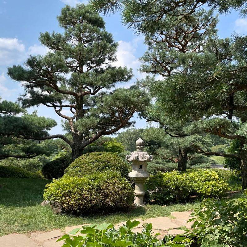 Pruned Pine Trees