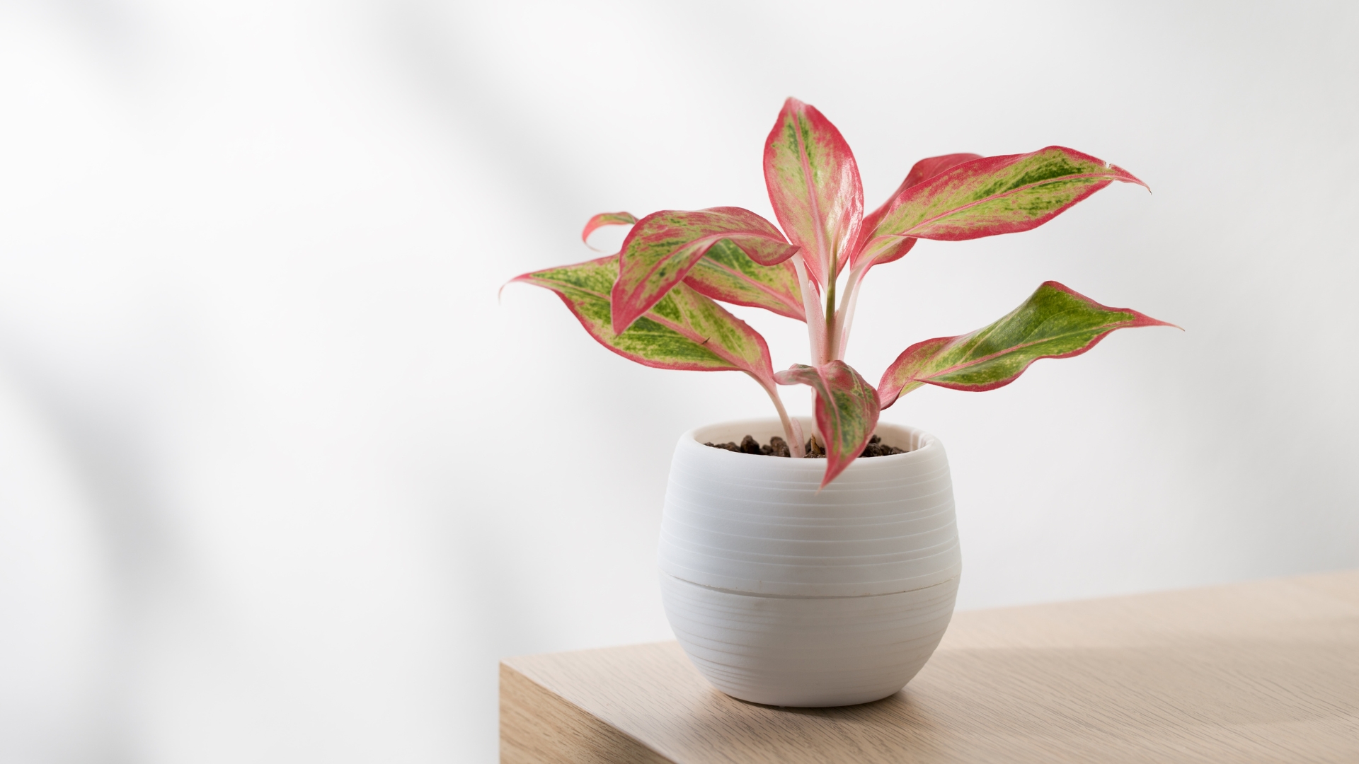 Stop Repotting – These 20 Houseplants Prefer Staying Root-Bound (Plus A Few Extra Snugglebugs)