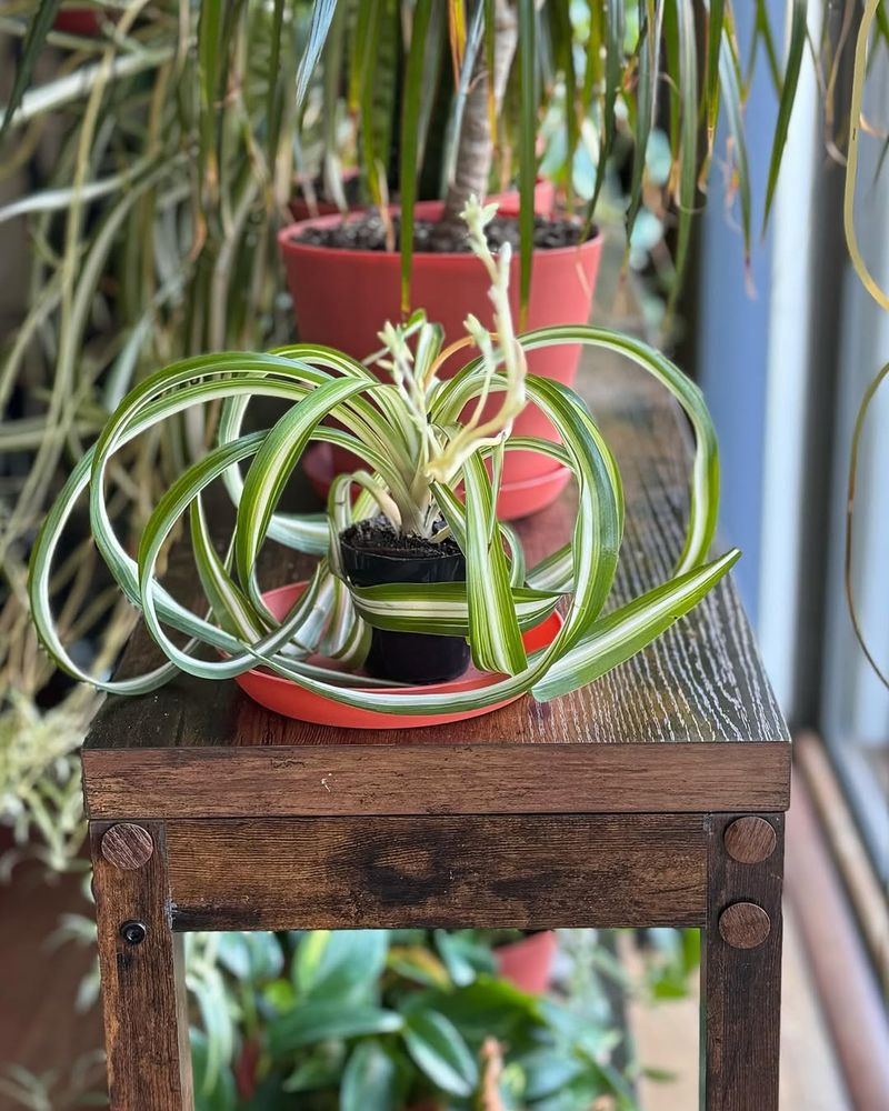 Spider Plant